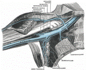 Breast Lumpectomy